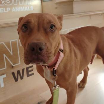 Rescue Mixed Breed Dogs for Adoption in Bentonville, Arkansas - Tiny | PetCurious