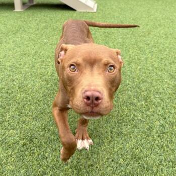 Rivet -  Mixed Breed Dog for Adoption in Pittsburgh, Pennsylvania - Rivet | PetCurious