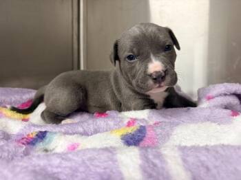 Flower -  Terrier Dog Available for Adoption in Lafayette, Louisiana - Flower | PetCurious