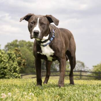 Mixed Breed Dogs Available for Adoption in Franklin, Tennessee - Squaredance | PetCurious