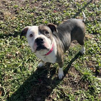 Twinkie -  Pit Bull Terrier Dog for Adoption in Fairmont, Minnesota - Twinkie | PetCurious