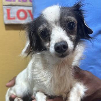 Popeye - Local October 9-11 -  Chihuahua Dog for Adoption in Brookshire, Texas - Popeye - Local October 9-11 | PetCurious