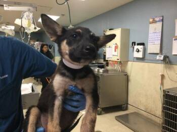 TAKIS -  German Shepherd Dog Dog for Adoption in Riverside, California - TAKIS | PetCurious