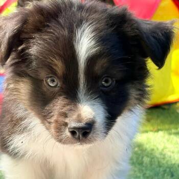 Australian Shepherd Dogs Available for Adoption in Ada, Minnesota - Cadbury | PetCurious