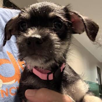 Waverly 22773 -  Schnauzer and Terrier Dog for Adoption in Cumming, Georgia - Waverly 22773 | PetCurious