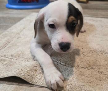 Basset Hound Dogs Available for Adoption in New London, Wisconsin - Tequila | PetCurious