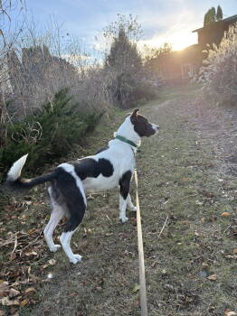 Rescue Pit Bull Terrier Dogs for Adoption in Estherville, Iowa - Bandit Blue | PetCurious