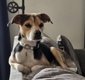 Brody -  Pug and Chihuahua Dog for Adoption in Evergreen, Colorado - Brody | PetCurious