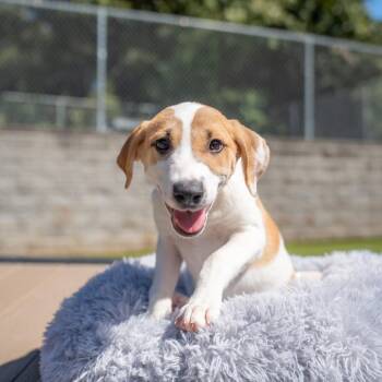Brandy -  Husky and Mixed Breed Dog for Adoption in Gainesville, Georgia - Brandy | PetCurious