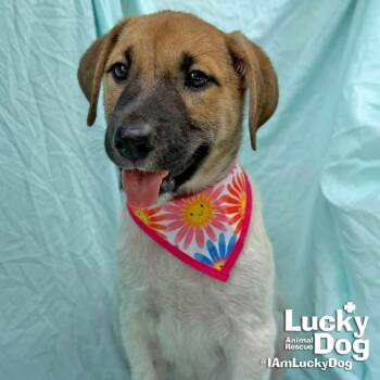 Celina -  Labrador Retriever Dog for Adoption in Washington, District Of Columbia - Celina | PetCurious