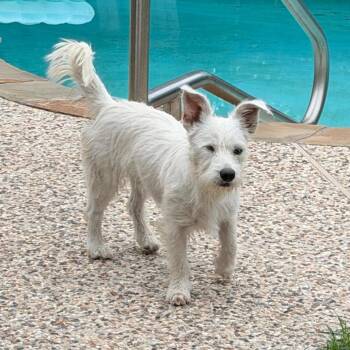 Winky -  West Highland White Terrier Westie Dog for Adoption in Montgomery, Texas - Winky | PetCurious