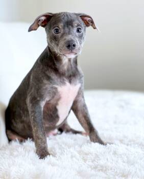 Rescue Mixed Breed Dogs for Adoption in Savage, Minnesota - Little Rascals Litter - Alfalfa | PetCurious