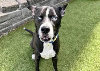 Labrador Retriever and Mixed Breed Dogs Available for Adoption - BRODY | PetCurious