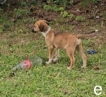 Mixed Breed Dogs Available for Adoption in Taycheedah, Wisconsin - Ember | PetCurious