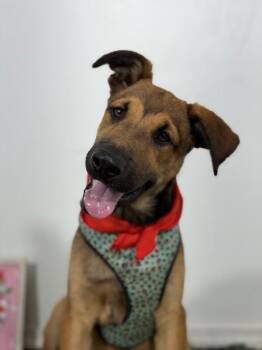 Benito-One of our Amazing Rescue Dogs -  Belgian Shepherd Malinois and Black Mouth Cur Dog for Adoption in Carlsbad, California - Benito-One Of Our Amazing Rescue Dogs | PetCurious