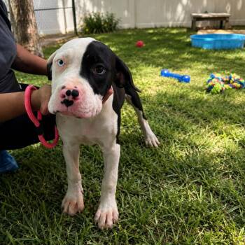 LIMA -  Mixed Breed Dog for Adoption in Richmond, California - LIMA | PetCurious