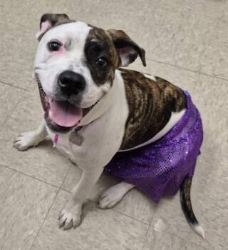Nala -  Mixed Breed Dog for Adoption in Hamilton, Ohio - Nala | PetCurious