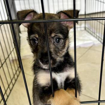 Terrier and Mixed Breed Dogs Available for Adoption in Fort Lauderdale, Florida - Tulip | PetCurious