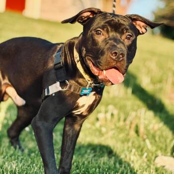 Cane Corso and Mixed Breed Dogs Available for Adoption in State College, Pennsylvania - Douglas | PetCurious
