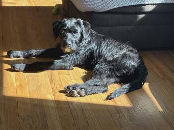 Labradoodle and Wirehaired Terrier Dogs Available for Adoption in Center Square, Pennsylvania - Silly Tilly | PetCurious