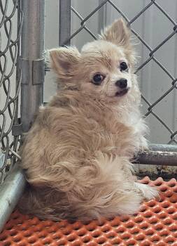 Chihuahua Dogs Available for Adoption in Columbia, Missouri - Moody | PetCurious