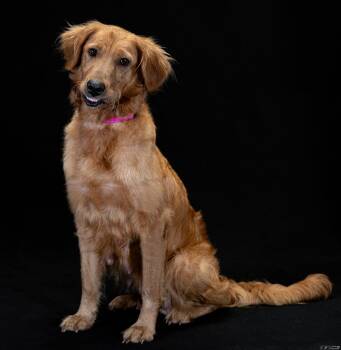 Goldie (Available in Florida) -  Golden Retriever Dog for Adoption in Bonifay, Florida - Goldie (Available In Florida) | PetCurious