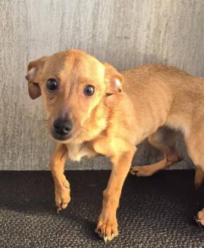 Dachshund Dogs Available for Adoption - A795180 | PetCurious