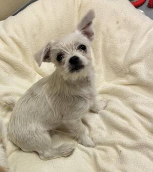 Regina -  Terrier Dog for Adoption in Mason City, Iowa - Regina | PetCurious