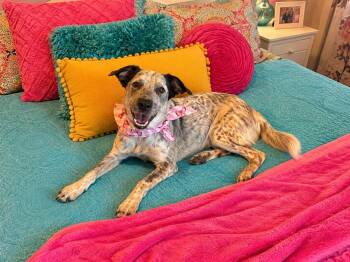 Millie -  Australian Cattle Dog Blue Heeler Dog for Adoption in Lavon, Texas - Millie | PetCurious