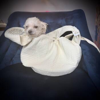 Crumb -  Maltese Dog for Adoption in Los Angeles, California - Crumb | PetCurious