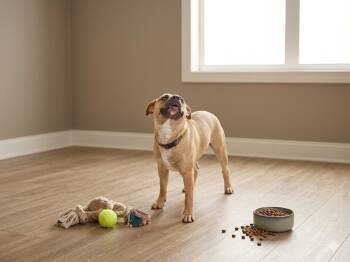 Rocky -  Pit Bull Terrier Dog for Adoption in Monroe, Louisiana - Rocky | PetCurious
