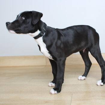 Blaze D71494 -  Pit Bull Terrier and Labrador Retriever Dog for Adoption in Minnetonka, Minnesota - Blaze D71494 | PetCurious