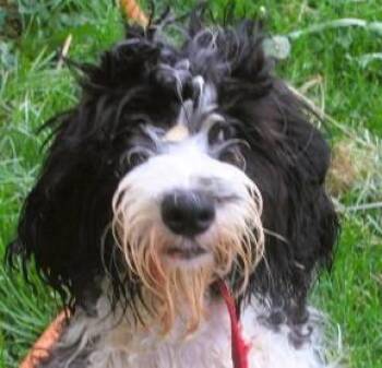 English Springer Spaniel and Poodle Dogs Available for Adoption in Paris, Kentucky - Olivia | PetCurious