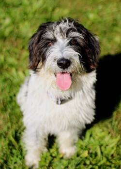 Parsley -  Dachshund and Poodle Dog for Adoption in Battle Creek, Michigan - Parsley | PetCurious