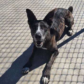 Shepherd Dogs Available for Adoption in Tupelo, Mississippi - Marley - 112101T | PetCurious
