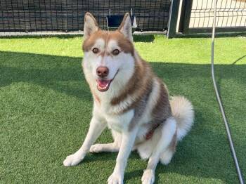 Rescue Siberian Husky Dogs for Adoption in Tustin, California - WALTER | PetCurious