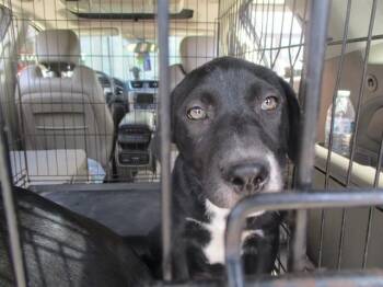 Labrador Retriever Dogs Available for Adoption in Ocala, Florida - A380969 | PetCurious