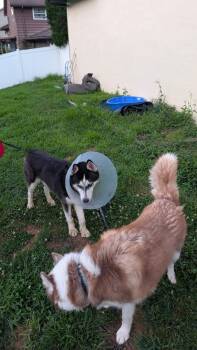 Rescue Siberian Husky and Husky Dogs for Adoption in North Haledon, New Jersey - Maverick | PetCurious