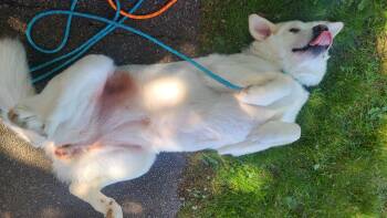 Nala and Thor - Bonded Pair -  Great Pyrenees Dog for Adoption in Mckenna, Washington - Nala And Thor - Bonded Pair | PetCurious