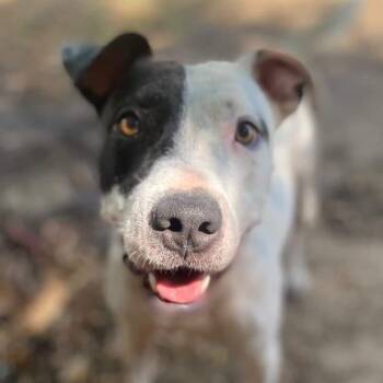 Rescue Pit Bull Terrier Dogs for Adoption in Denison, Texas - Inchy | PetCurious