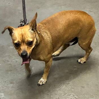 Chihuahua Dogs Available for Adoption in Yuma, Arizona - Sugar Pop | PetCurious