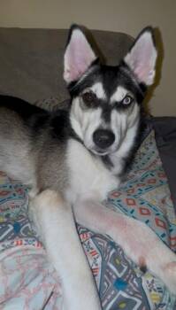 Siberian Husky and Mixed Breed Dogs Available for Adoption in West Chester, Pennsylvania - Mischief | PetCurious