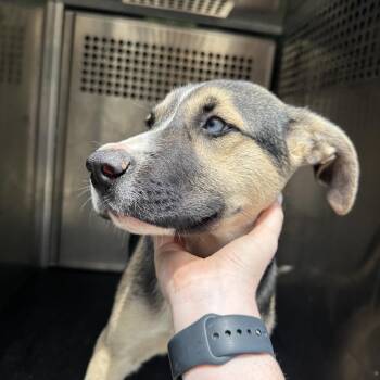 Shepherd Dogs Available for Adoption in Birmingham, Alabama - Binx | PetCurious
