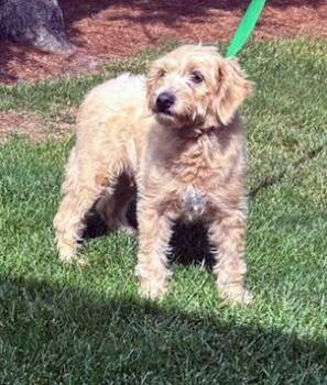 MINI ROXY -  Goldendoodle Dog for Adoption in Rossford, Ohio - MINI ROXY | PetCurious