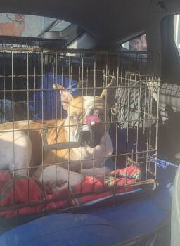 Rescue Terrier and Boxer Dogs for Adoption in Columbia, Tennessee - Joe J / Hawkeye DD | PetCurious