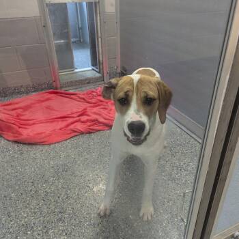 Sister Margaret -  Hound and Mixed Breed Dog Available for Adoption in Charlottesville, Virginia - Sister Margaret | PetCurious