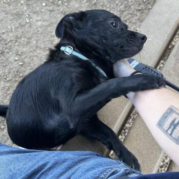 Tomi -  Mixed Breed Dog for Adoption in Philadelphia, Pennsylvania - Tomi | PetCurious