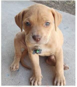Labrador Retriever Dogs Available for Adoption in Mesa, Arizona - Goldie | PetCurious