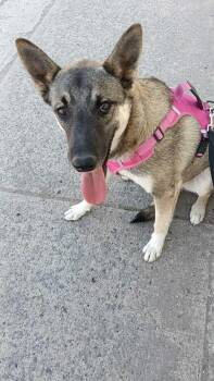 WILSON -  Belgian Shepherd Sheepdog Dog for Adoption in Langley Township, British Columbia - WILSON | PetCurious