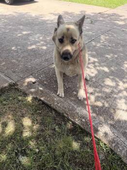 German Shepherd Dog Dogs Available for Adoption in Dallas, Texas - BUSTER | PetCurious